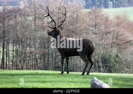 Whiteleys Retreat, Nr Alloway & Maybole South Ayshire, Écosse, Royaume-Uni. Un géant lifesize saule l'éraflure d'un cerf dans le domaine par l'artiste David Powell Banque D'Images