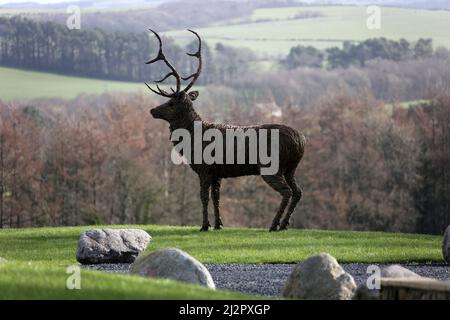 Whiteleys Retreat, Nr Alloway & Maybole South Ayshire, Écosse, Royaume-Uni. Un géant lifesize saule l'éraflure d'un cerf dans le domaine par l'artiste David Powell Banque D'Images