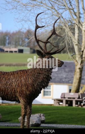 Whiteleys Retreat, Nr Alloway & Maybole South Ayshire, Écosse, Royaume-Uni. Un géant lifesize saule l'éraflure d'un cerf dans le domaine par l'artiste David Powell Banque D'Images