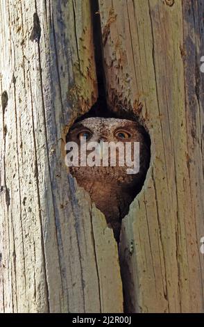 Hibou des montagnes du Pacifique (Megascops cooperi cooperi) adulte dans le trou de nidification Costa Rica Mars Banque D'Images