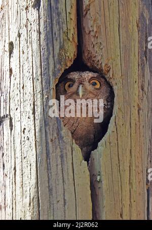 Hibou des montagnes du Pacifique (Megascops cooperi cooperi) adulte dans le trou de nidification Costa Rica Mars Banque D'Images