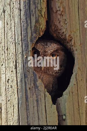 Hibou des montagnes du Pacifique (Megascops cooperi cooperi) adulte dans le trou de nidification Costa Rica Mars Banque D'Images