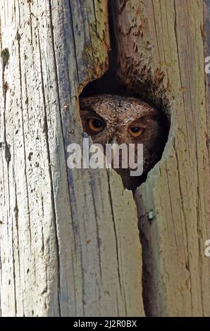 Hibou des montagnes du Pacifique (Megascops cooperi cooperi) adulte dans le trou de nidification Costa Rica Mars Banque D'Images