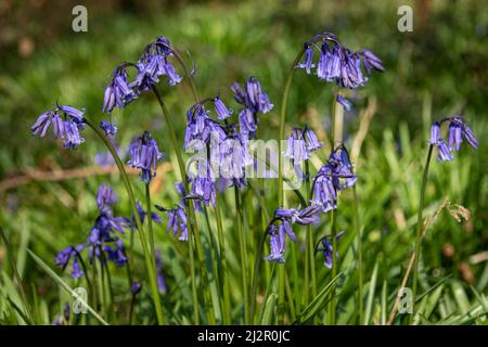 Close up of bluebell flowers Banque D'Images