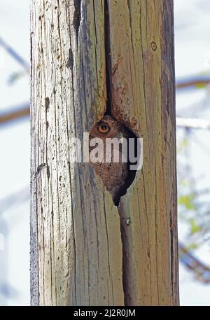 Hibou des montagnes du Pacifique (Megascops cooperi cooperi) adulte dans le trou de nidification Costa Rica Mars Banque D'Images