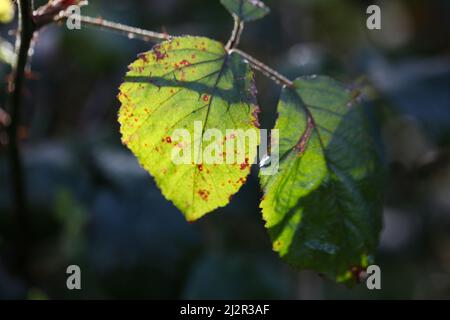 Beauté naturelle des fruits - gros plan des feuilles de mûres de Largeleaf ensoleillées, Rubus macrophyllus Banque D'Images