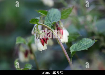 Beauté des fleurs sauvages - gros plan d'une plante de Comfrey rampante , Symphytum grandiflorum . Banque D'Images