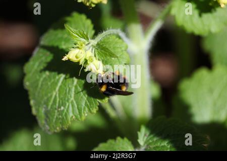 Gros plan d'une abeille fleur à pieds fins, Anthophora plumipes, sur une plante à figuiers jaunes, Scrophularia vernalis Banque D'Images