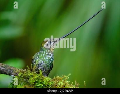 Un Hummingbird à bec d'épée (Ensifera ensifera) montrant son long billet extrodinairement. Colombie, Amérique du Sud. Banque D'Images