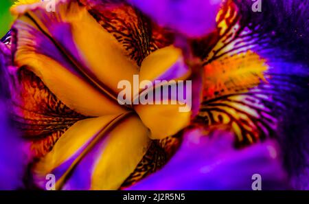 Noyau de deux iris de fleur de couleur. Fleur de l'iris à pois orange violet à l'intérieur. Gros plan multicolore de l'iris en fleurs. Banque D'Images