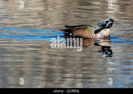 Bleu Drake sarcelle nageant sur un étang d'eau douce Banque D'Images