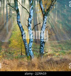 Les rayons du soleil du matin filtrent à travers la forêt pénétrant dans la brume pendante dans la vallée de Sherbrook en automne sur le Cannock Chase Country Park AONB Banque D'Images