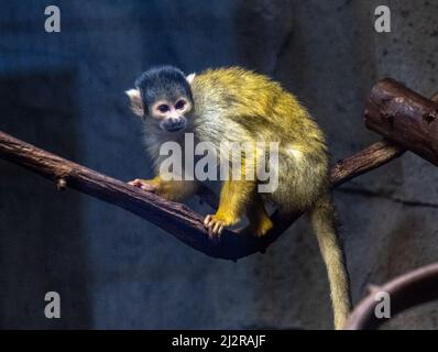 Singe écureuil (Saimiri sciurus) Zoo de Karlsruhe. Allemagne, Europe Banque D'Images