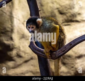 Singe écureuil (Saimiri sciurus) Zoo de Karlsruhe. Allemagne, Europe Banque D'Images