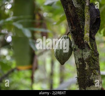 Fruits de cacao suspendus à une plante de cacao ou de chocolat au Kerala Inde Banque D'Images