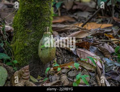 Fruits de cacao suspendus à une plante de cacao ou de chocolat au Kerala Inde Banque D'Images