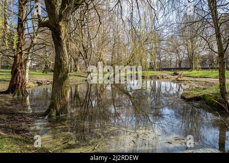 Liverpool, Royaume-Uni: Lac peu profond avec saules et bouleaux environnants dans le parc Calderstones, Merseyside Banque D'Images