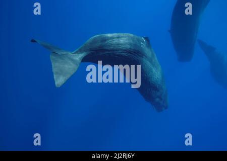 Le cachalot, Physeter macrocephalus, est le plus grand de tous les cétacés à dents. Les mâles peuvent atteindre plus de 60 pieds de longueur. Ces femelles ont été c Banque D'Images