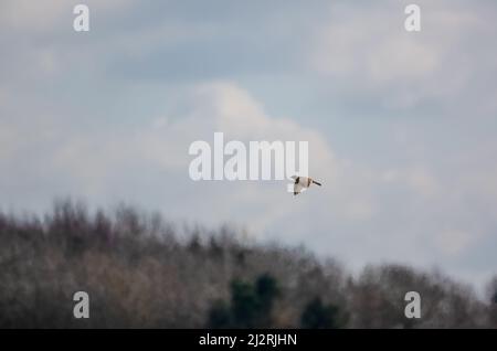 Un skylark (Alauda arvensis) volant dans un ciel étoilé Banque D'Images