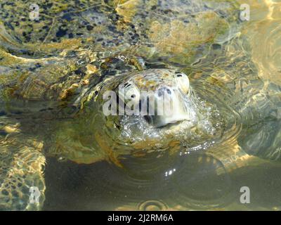 Tortue verte, tortue verte du Pacifique, Grüne Meeresschildkröte, Chelonia mydas, közönséges levesteknős, Sri Lanka, Asie Banque D'Images