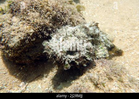 Faux corégone, faux scorpionfish, scorpionfish du diable, Buckel-Drachenkopf, Scorpaenopsis diabolus, Skorpióhal, Sri Lanka, Asie Banque D'Images