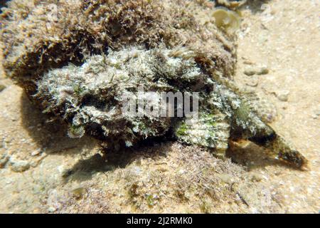 Faux corégone, faux scorpionfish, scorpionfish du diable, Buckel-Drachenkopf, Scorpaenopsis diabolus, Skorpióhal, Sri Lanka, Asie Banque D'Images