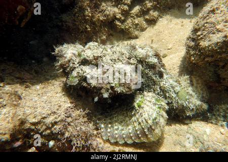 Faux corégone, faux scorpionfish, scorpionfish du diable, Buckel-Drachenkopf, Scorpaenopsis diabolus, Skorpióhal, Sri Lanka, Asie Banque D'Images