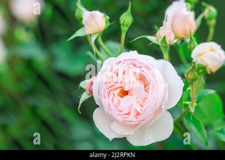 Charmante rose anglaise Austin dans le jardin avec des bourgeons fermés. Banque D'Images