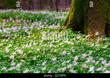 L'anémone blanche Nemorosa fleurit dans la forêt printanière. Flou pour l'arrière-plan et la mise au point douce. Lumière chaude. Banque D'Images