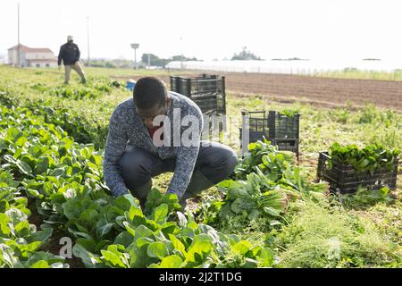 Un travailleur afro-américain nettoie les épinards dans les plantations Banque D'Images