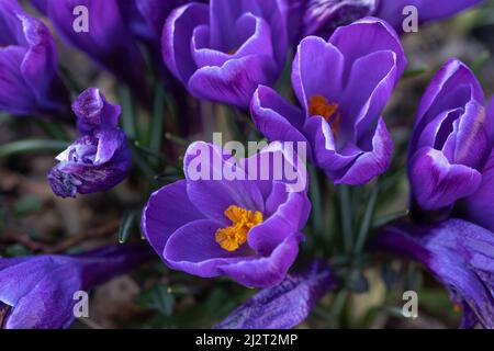 Les crocus bleus poussent dans le sol, en gros plan. Banque D'Images