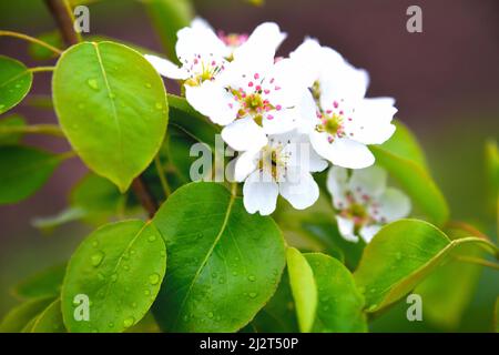 Fleurs de pommiers, fleurs de cerisiers, arbres à fleurs printanières avec gouttes de pluie sur les feuilles, gros plan, mise au point sélective, mise au point douce Banque D'Images