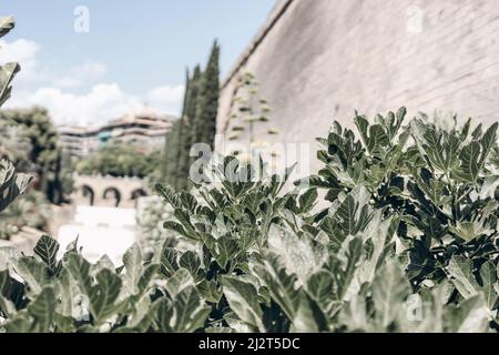 Gros plan des feuilles de figues dans le parc public, attention sélective. Décor urbain flou de la vieille ville. Palma de Majorque, Espagne, Iles Baléares. Européen Banque D'Images