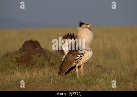 Kori Bustard par un termite, Parc national du Serengeti, Tanzanie Banque D'Images