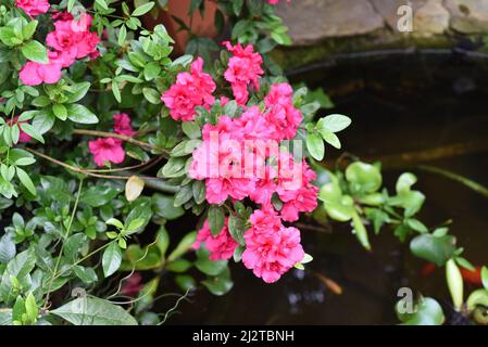 Rhododendron Bunde Schame ou Azalea indica Banque D'Images