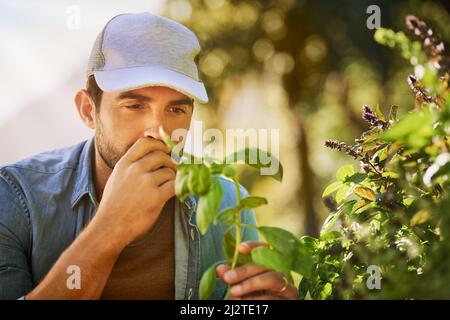 Sent comme une bonne agriculture. Photo d'un jeune agriculteur examinant ses récoltes sur la ferme. Banque D'Images