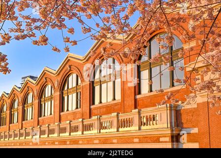 Cherry Blossom, Waterfront Station, Vancouver (Colombie-Britannique), Canada Banque D'Images