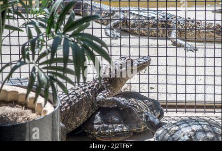 Bébé alligator regarde à travers une clôture aux plus grands Gators Banque D'Images