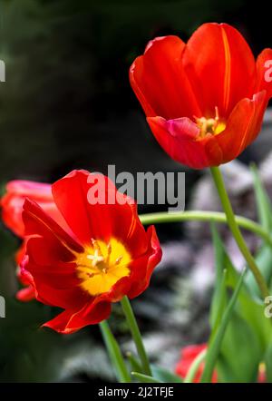 Tulipes rouges ouvertes à grande ouverture lors d'une chaude journée de printemps dans le Michigan États-Unis Banque D'Images