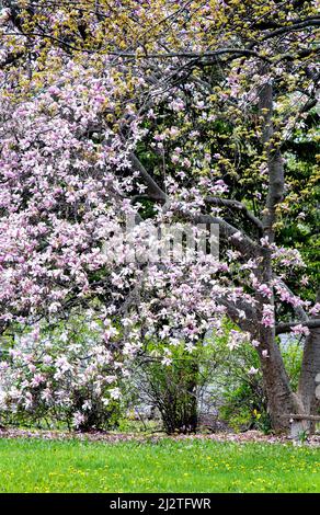 Magnifiques magnolia printaniers en pleine floraison au Michigan aux États-Unis Banque D'Images
