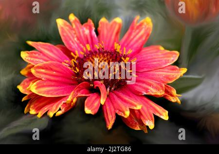 Peinture originale de médias mixtes d'une fleur de zinnia dans un jardin vert Banque D'Images