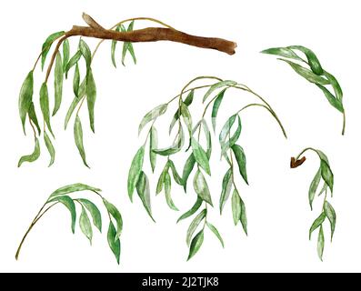 Aquarelle illustration à la main des branches de feuilles de saule. Feuillage vert au printemps de l'été, paysage de rivière de lac, éléments pour les imprimés de conception d'invitation de mariage, clipart de verdure luxuriante Banque D'Images
