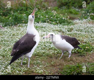 Laysan Albatross danse en vaisseau avec un oiseau pointant vers le ciel dans un champ de fleurs Sweet Alyssum. Phoebastria immutabilis, Lobularia maritima Banque D'Images