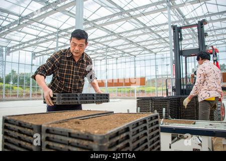 Pékin, province chinoise de Hubei. 17th mars 2022. Un villageois travaille dans un centre d'élevage intelligent de semis de riz dans le comté de Yangxin de Huangshi City, dans la province de Hubei, au centre de la Chine, le 17 mars 2022. Credit: Wu Zhizun/Xinhua/Alamy Live News Banque D'Images