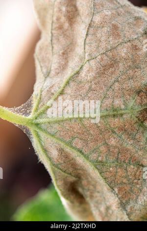 Toile d'araignée visible, oeufs, excréments et acariens d'araignée sur les feuilles de concombre jaune infectées, photo sélective. Gros plan macro photo des insectes Banque D'Images