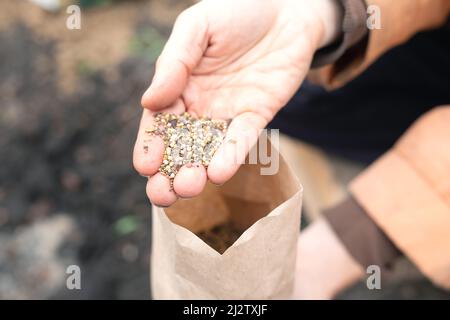 Plantation manuelle de graines de siderates dans le sol. Semences SOW. Banque D'Images