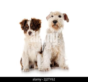 schnauzer miniature blanc et Shepherd américain miniature devant un fond blanc Banque D'Images