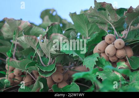 Kiwis non cultivés sur les branches . Fruits exotiques et feuilles vertes Banque D'Images