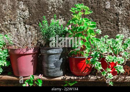 Pots de différentes fleurs exposées en plein air . Plantes d'intérieur dans la rue Banque D'Images