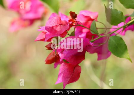 Photo en gros plan d'un bouquet de fleurs de Bougainvilliers en fleur dans le jardin avec un fond sélectif de foyer Banque D'Images